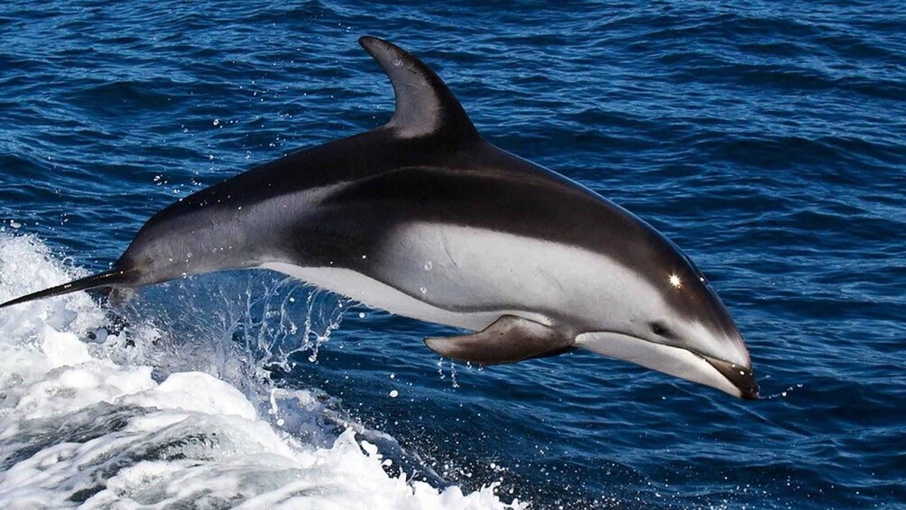 Picture 9 for Activity From Faro: Dolphin Watching & 2 Islands Tour