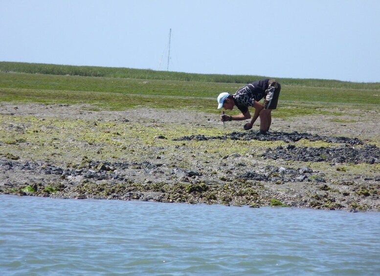 Picture 31 for Activity From Faro: Dolphin Watching & 2 Islands Tour