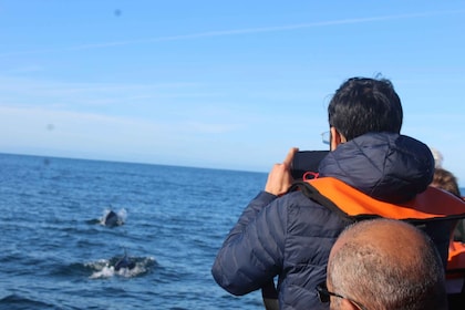 Vanuit Faro: Dolfijnen kijken & 2 eilanden tour