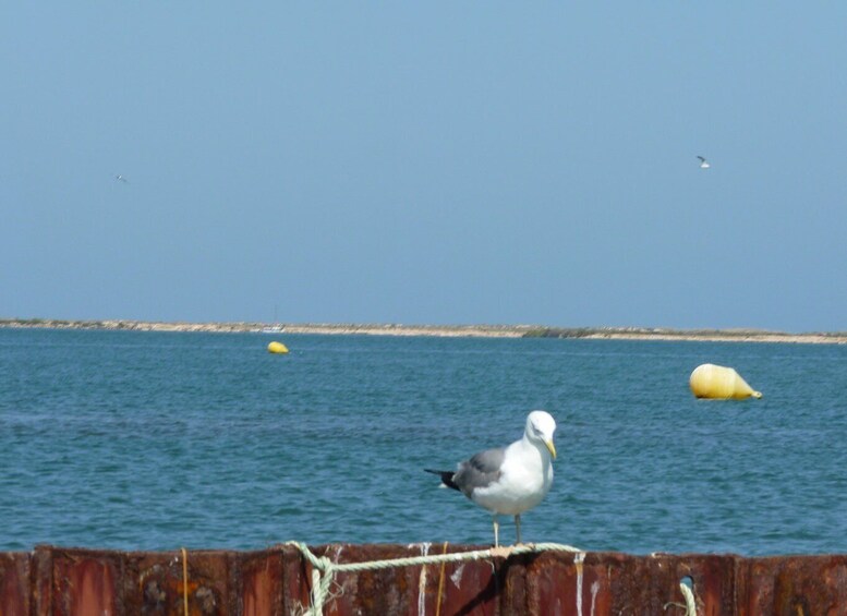 Picture 30 for Activity From Faro: Dolphin Watching & 2 Islands Tour