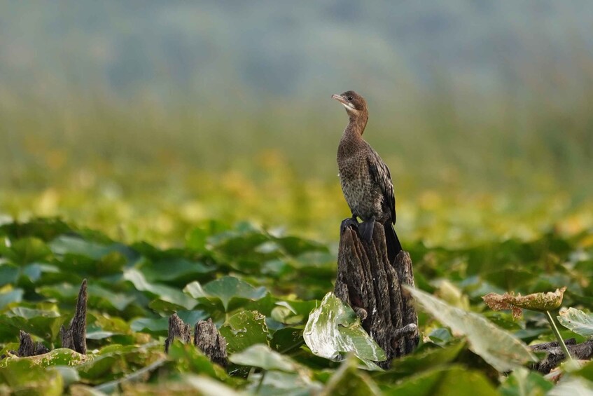 Picture 14 for Activity Virpazar: Skadar Lake Nature Kayak Tour