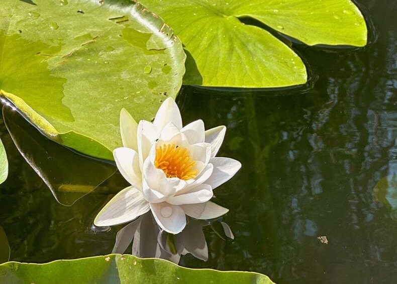 Picture 33 for Activity Virpazar: Skadar Lake Nature Kayak Tour