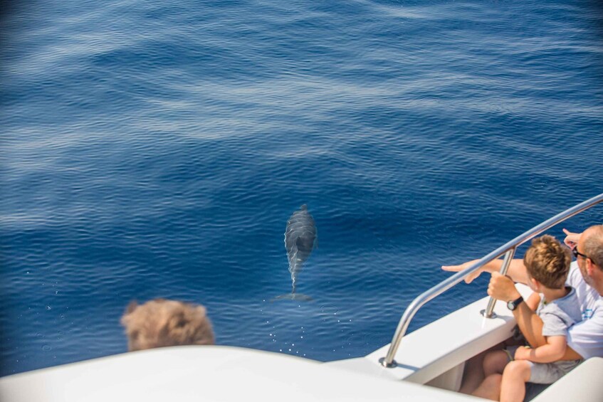 Picture 3 for Activity From Lefkimmi: Paxos, Antipaxos & Blue Caves Speedboat Tour