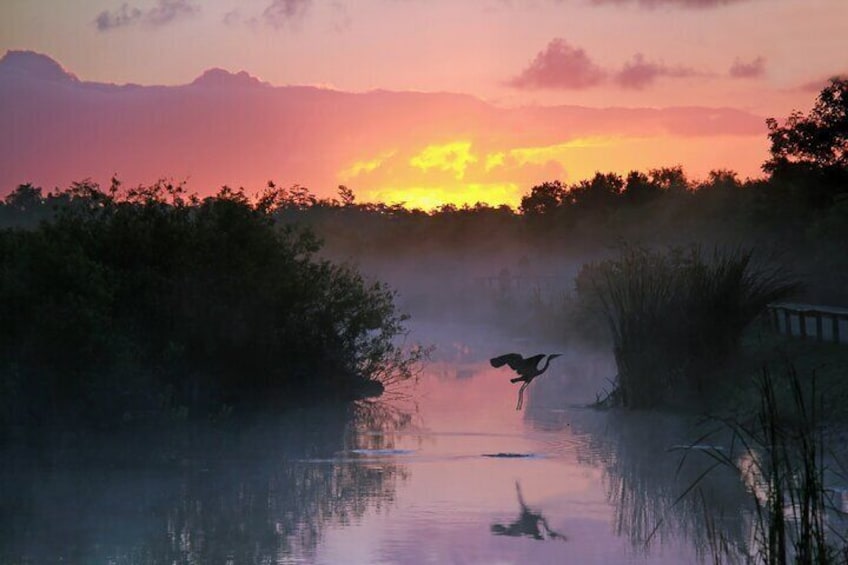 The Everglades boasts scenery and wildlife you won't find anywhere else on earth.