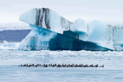 Privat tur till glaciärlagunen Jökulsárlón