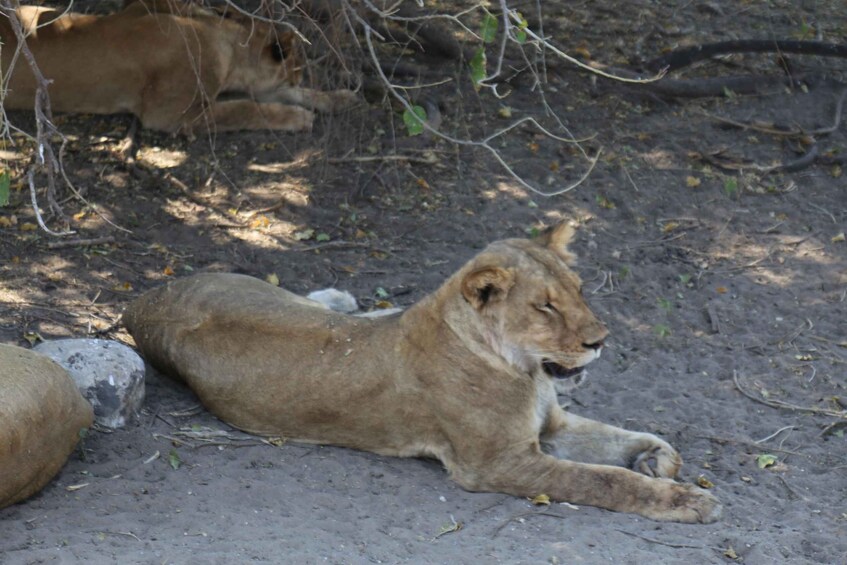 Picture 10 for Activity From Victoria Falls: Chobe National Park Small Group Tour