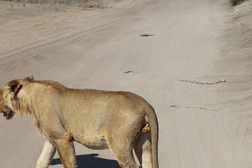 Picture 8 for Activity From Victoria Falls: Chobe National Park Small Group Tour