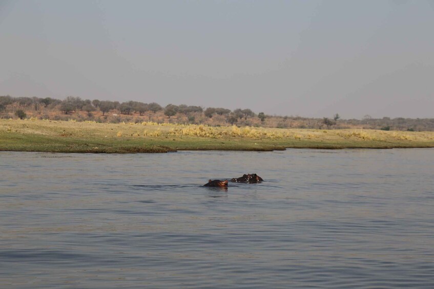 Picture 4 for Activity From Victoria Falls: Chobe National Park Small Group Tour