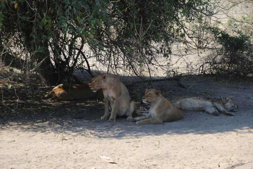 Picture 12 for Activity From Victoria Falls: Chobe National Park Small Group Tour