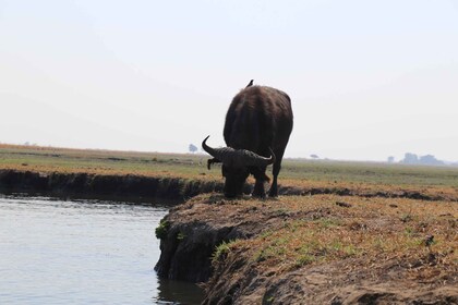 Fra Victoriafallene: Chobe nasjonalpark i liten gruppe