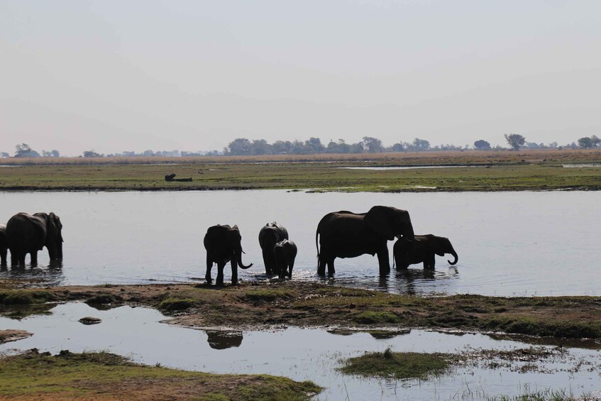 Picture 6 for Activity From Victoria Falls: Chobe National Park Small Group Tour