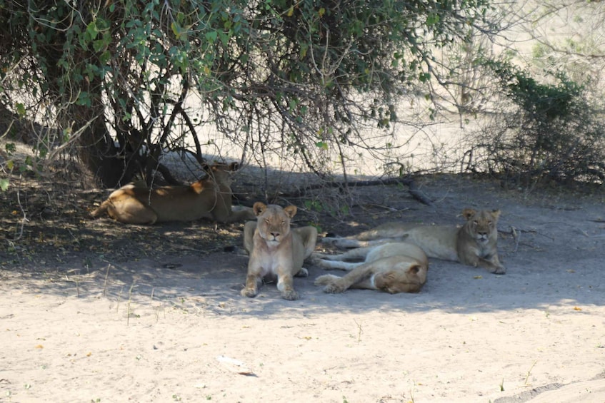 Picture 11 for Activity From Victoria Falls: Chobe National Park Small Group Tour