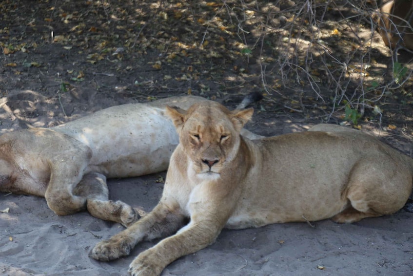 Picture 9 for Activity From Victoria Falls: Chobe National Park Small Group Tour