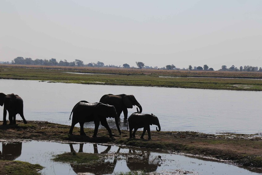 Picture 7 for Activity From Victoria Falls: Chobe National Park Small Group Tour