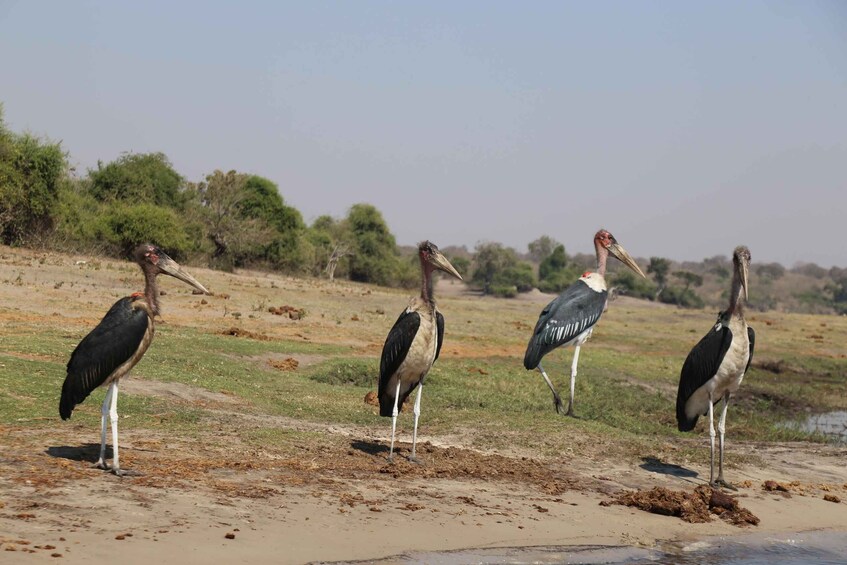 Picture 3 for Activity From Victoria Falls: Chobe National Park Small Group Tour