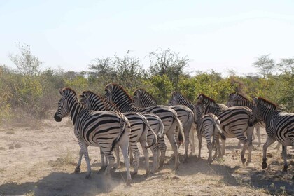 From Victoria Falls: Chobe National Park Small Group Tour