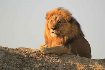 Chobe National Park Small Group Day Safari from Vic Falls