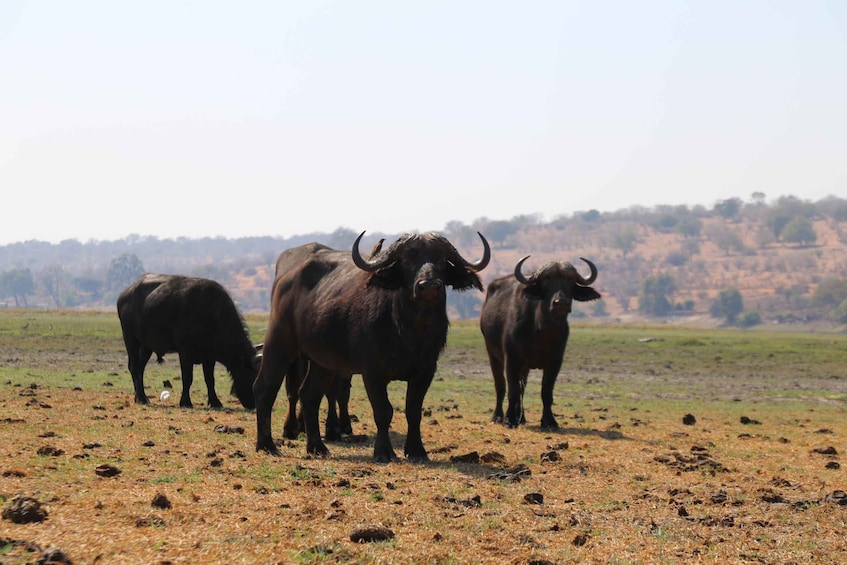 Picture 1 for Activity From Victoria Falls: Chobe National Park Small Group Tour