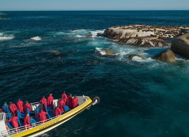 Wilsons Promontory: Pelayaran di Hutan Belantara Sore Hari