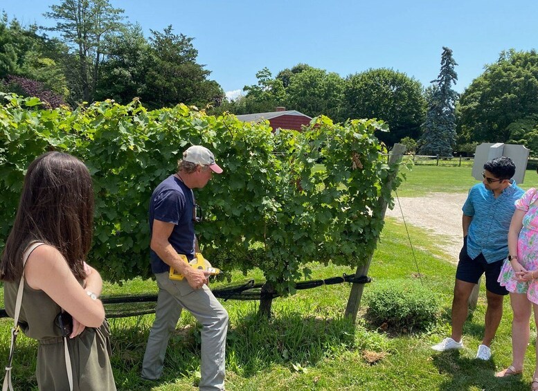 Picture 8 for Activity NYC: Long Island Sommelier-Guided Wine Tasting Tour