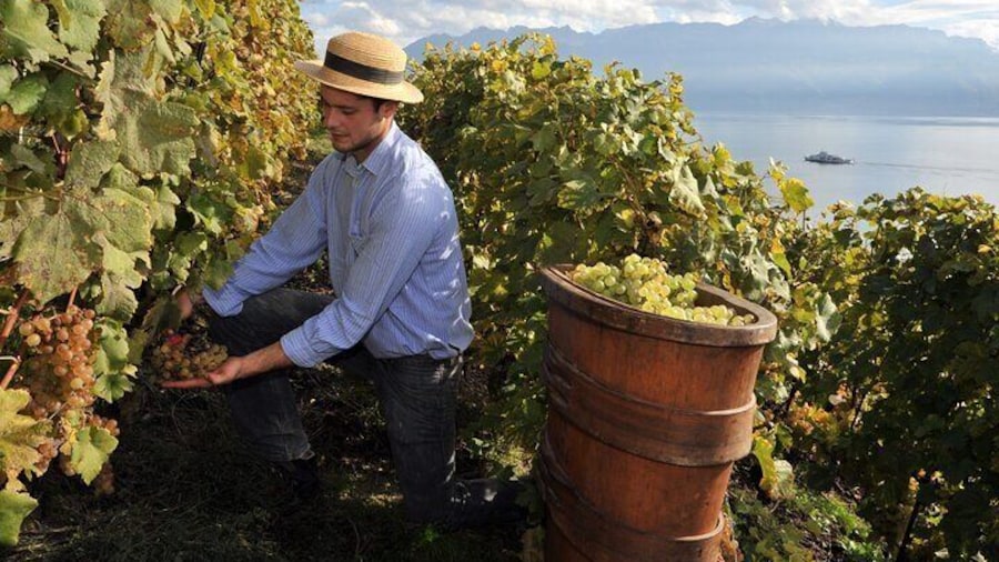 Wine & Food Tasting on Etna's Winery Private Tour