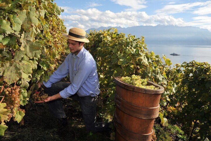 Wine & Food Tasting on Etna's Winery Private Tour