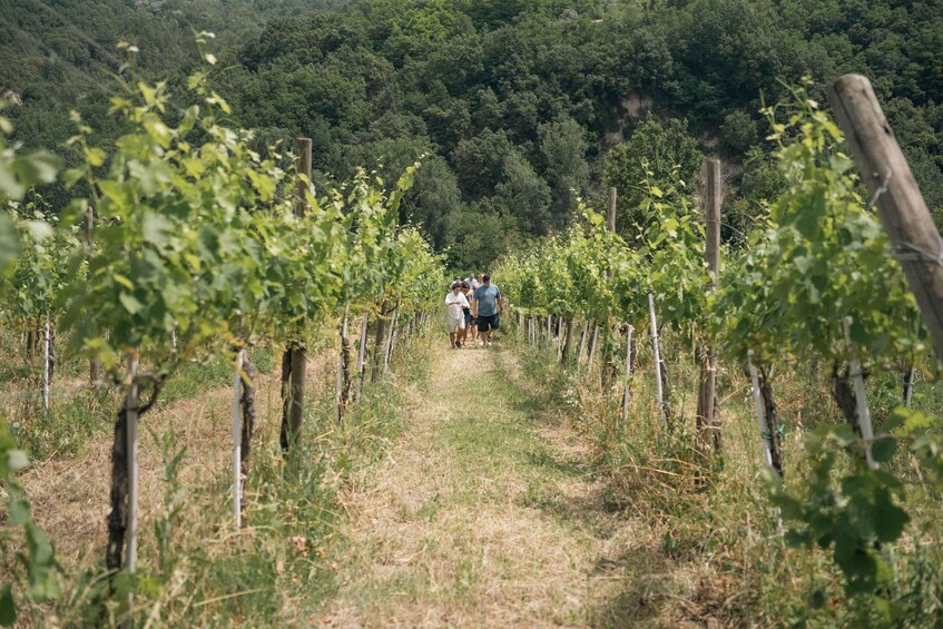 Picture 12 for Activity From Sorrento & Naples: Cortecorbo Wine & Cooking Experience