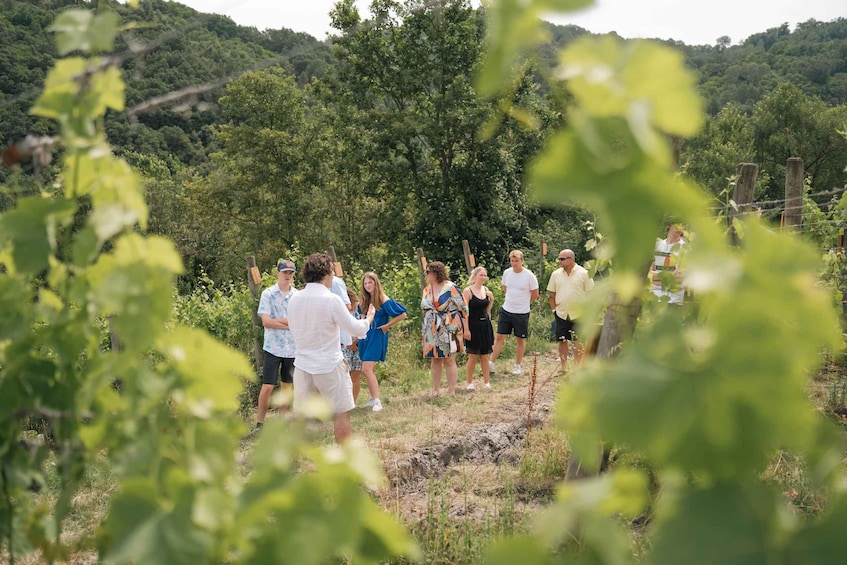 Picture 29 for Activity From Sorrento & Naples: Cortecorbo Wine & Cooking Experience