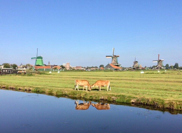 Picture 3 for Activity Villages & Windmills Zaanse Schans Small Group Tour