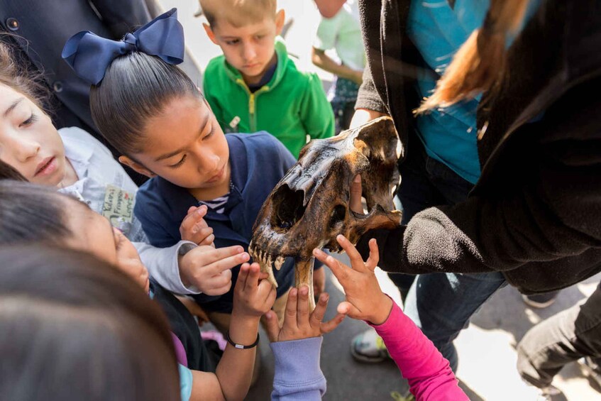 Picture 9 for Activity Los Angeles: La Brea Tar Pits Museum Ticket