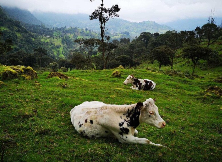 Picture 10 for Activity From Bogota: Hike to Colombia's Highest Waterfall