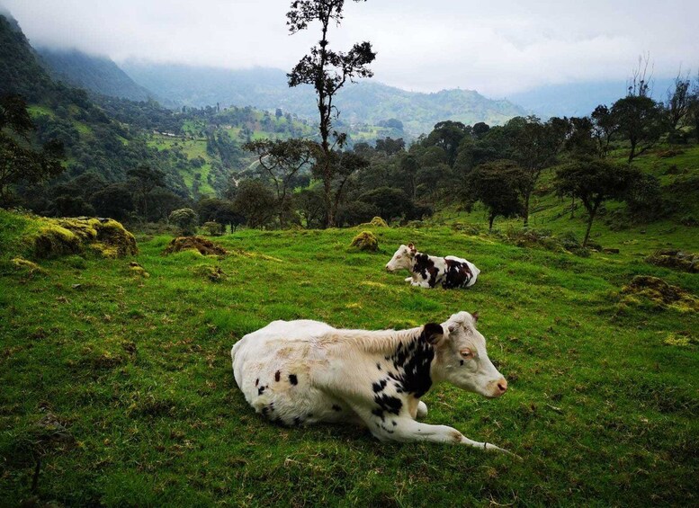 Picture 10 for Activity From Bogota: Hike to Colombia's Highest Waterfall