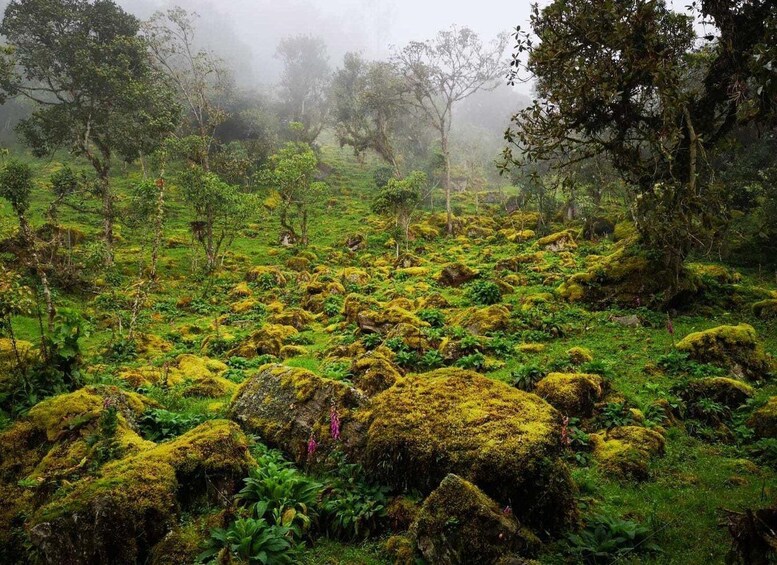 Picture 5 for Activity From Bogota: Hike to Colombia's Highest Waterfall