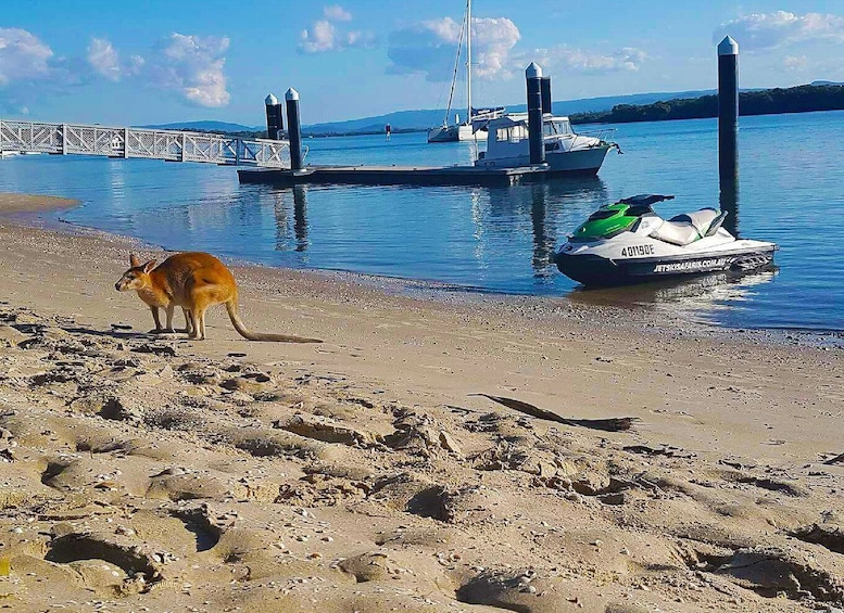 Picture 3 for Activity 2.5-Hour Ultimate Jet Ski Safari to North Stradbroke Island