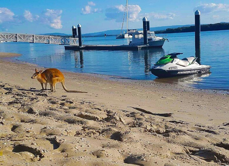 Picture 3 for Activity 2.5-Hour Ultimate Jet Ski Safari to North Stradbroke Island