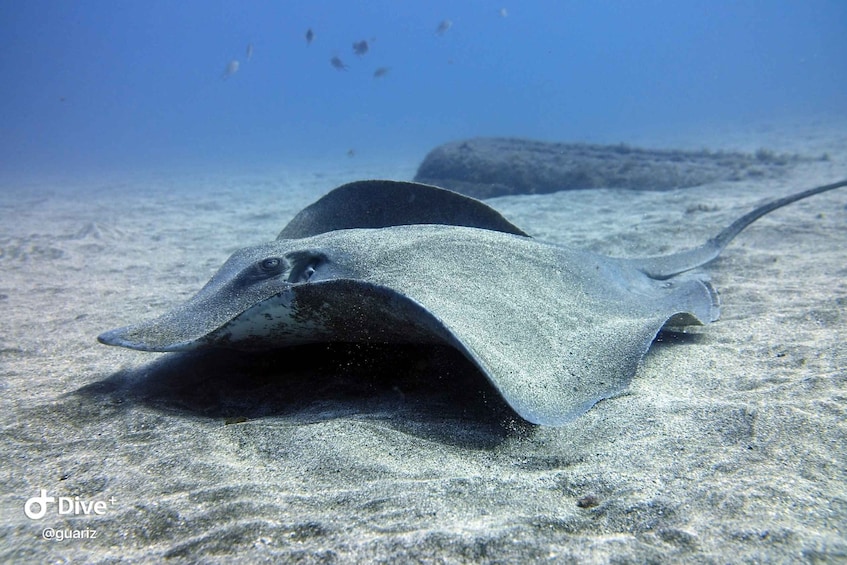 Picture 6 for Activity Gran Canaria: Try Scuba Diving for Beginners