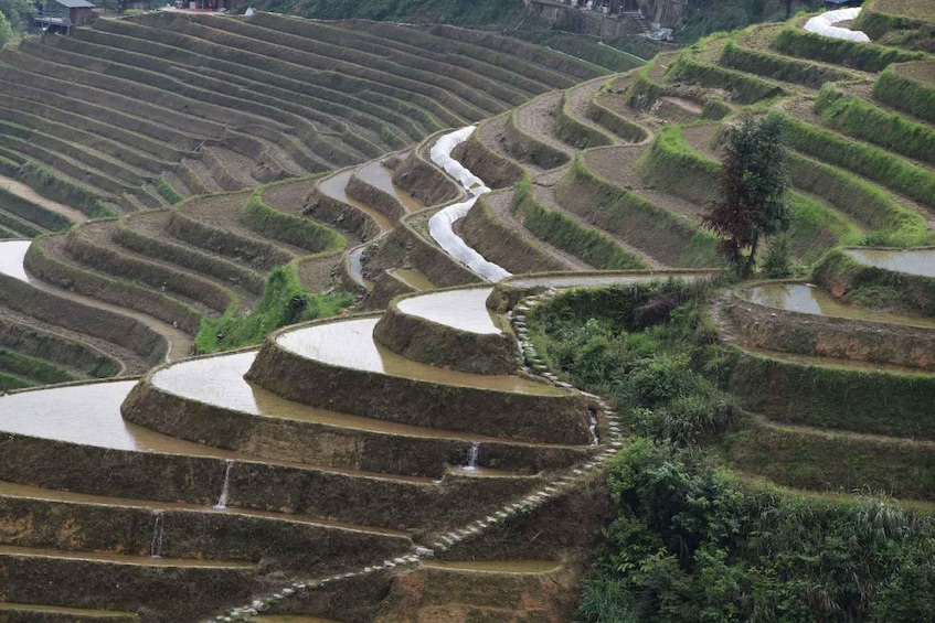 Picture 11 for Activity Longji Rice Terraces: Full-Day Private Tour from Guilin