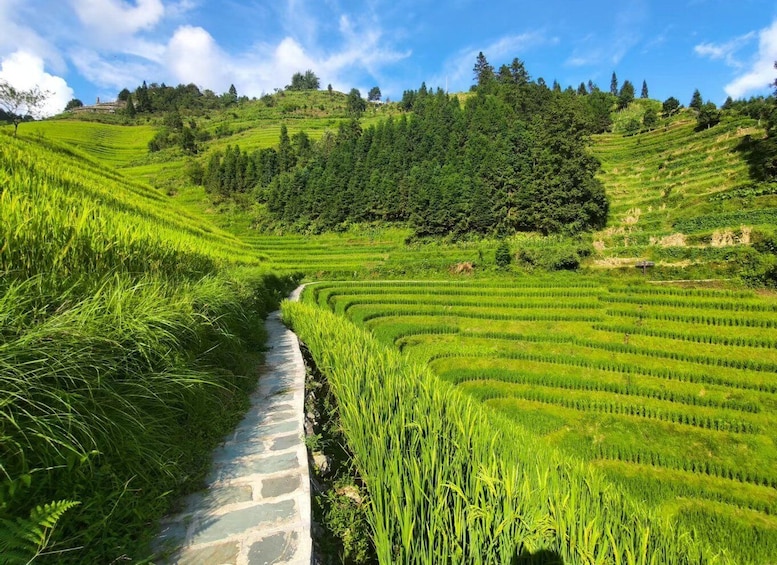 Longji Rice Terraces: Full-Day Private Tour from Guilin