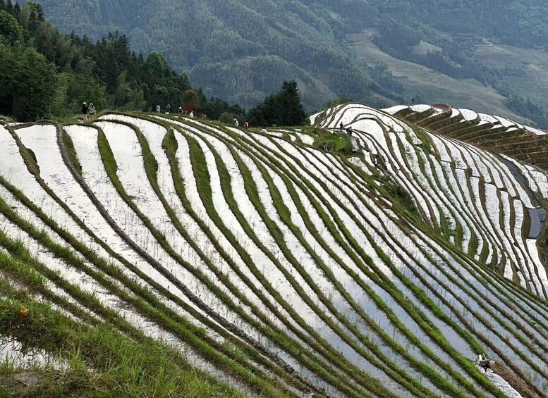 Picture 20 for Activity Longji Rice Terraces: Full-Day Private Tour from Guilin