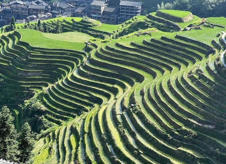 Picture 19 for Activity Longji Rice Terraces: Full-Day Private Tour from Guilin