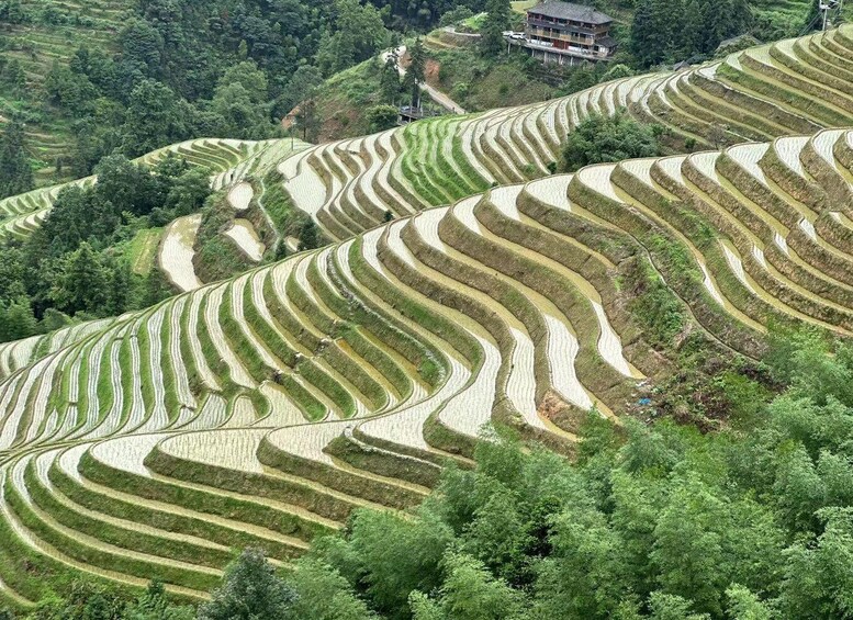 Picture 22 for Activity Longji Rice Terraces: Full-Day Private Tour from Guilin