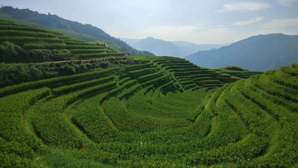 Picture 16 for Activity Longji Rice Terraces: Full-Day Private Tour from Guilin