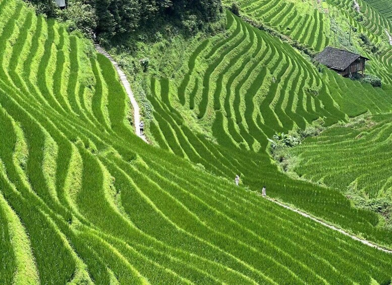 Picture 23 for Activity Longji Rice Terraces: Full-Day Private Tour from Guilin