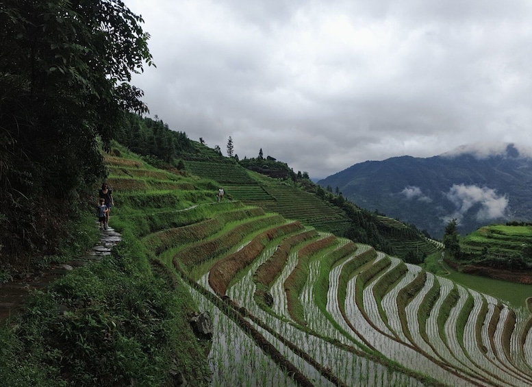 Picture 13 for Activity Longji Rice Terraces: Full-Day Private Tour from Guilin