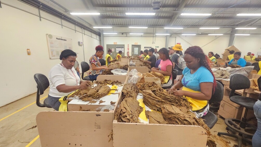3 Tours in 1: Cigar Factory, Altos de Chavon and Cave Expedition