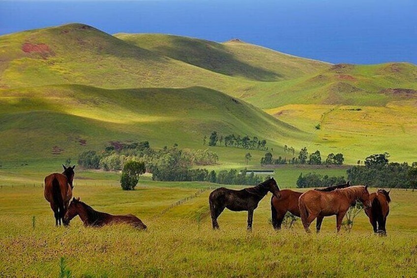 Horses in Terevaka