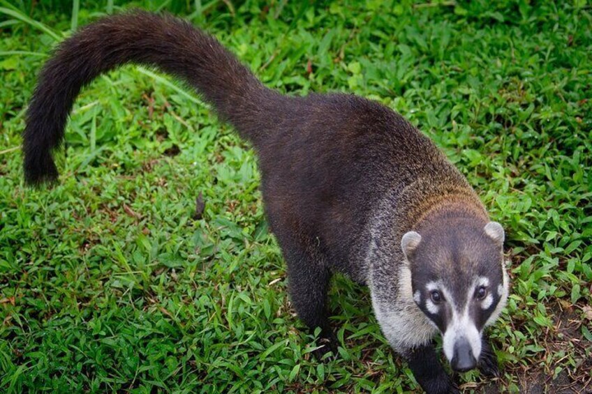 Guided Tour in Monteverde Curi cancha Reserve 