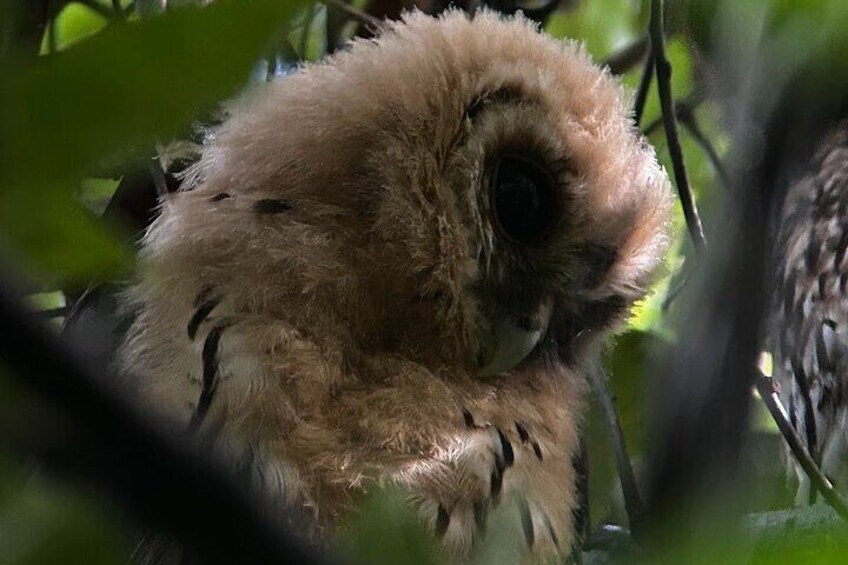 Tour in Monteverde Curi-cancha reserve 