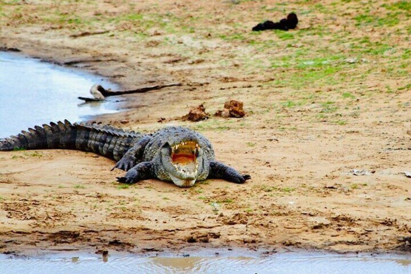 Udawalawe National Park Crocodile
