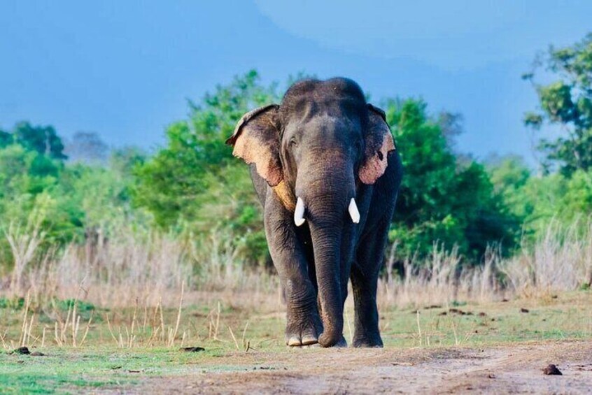 Udawalawe National Park Wild Elephant
